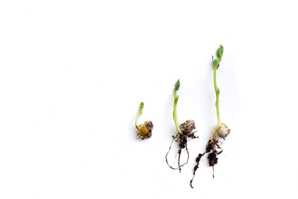 стадії росту рослин гороху, лежать плоскі, ізольовані на білому
 - Фото, зображення
