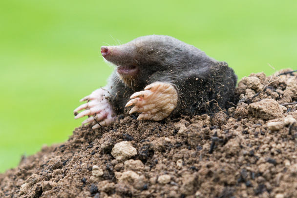 Mole, Talpa europaea, що виповзає з коричневого молехілла, зелена трава на задньому плані. Тварина з саду. - Фото, зображення