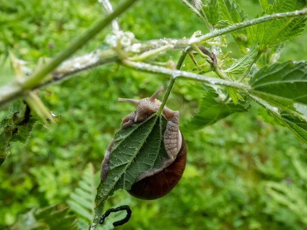 Римская улитка или бургундская улитка (Helix pomatia) висит и ест зеленый лист среди зеленой растительности в мрачный день. Улитка висит на заводе в воздухе - Фото, изображение