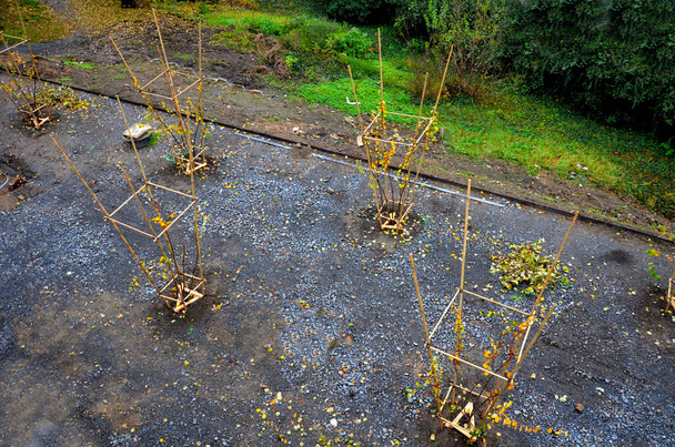 plantando arbustos na área de cascalho reforçado que forma a base do futuro terraço. arbustos multi-tronco são amarrados ao quadro de bambu para manter a forma desejada que o jardineiro quer - Foto, Imagem
