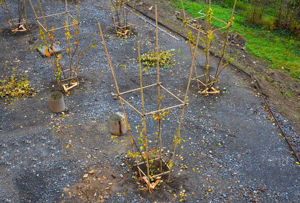 plantación de arbustos en el área de grava reforzada que forma la base de la futura terraza. arbustos multi-tronco están atados al marco de bambú para mantener la forma deseada que el jardinero quiere - Foto, imagen