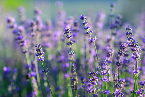 Lavandula (common name lavender) is a genus of 47 known species of flowering plants in the mint family, Lamiaceae - Foto, Imagen