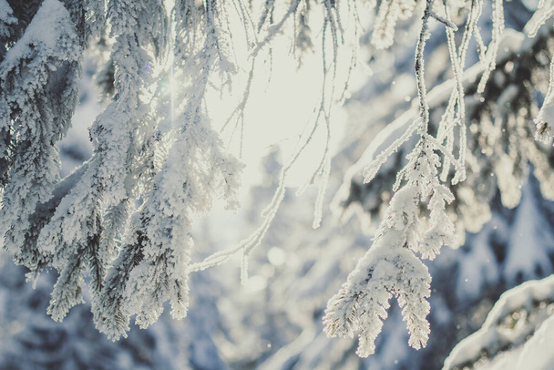Close up sparren takken bedekt met sneeuw concept foto. Vooraanzicht fotografie met besneeuwd winterlandschap op achtergrond. Hoge kwaliteit foto voor behang, reizen blog, tijdschrift, artikel - Foto, afbeelding