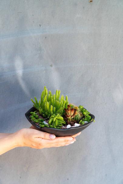 Домашнее растение в горшке в ваших руках - Фото, изображение