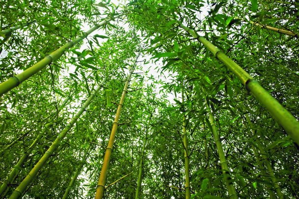Bamboo - Fotografie, Obrázek