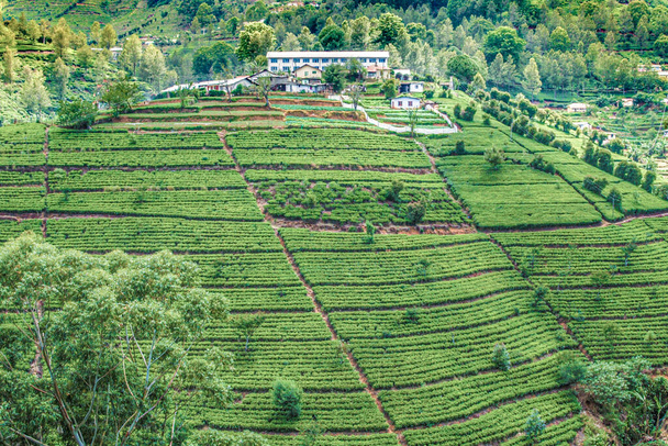 green tea plantation in Sri Lanka - Foto, Imagem