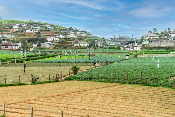 スリランカの高地にあるヌワラ・エリヤの近くの畑や女性労働者のいる田園風景. - 写真・画像