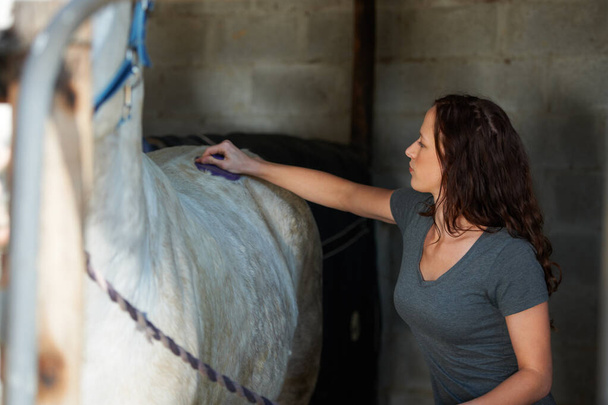 Keeping her horses coat clean. A young woman cleaning her horse in its stable - Photo, Image