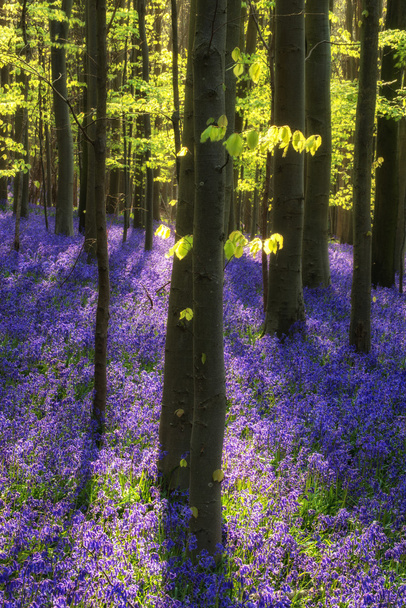 Krásné ráno v lese bluebell jaro s sluneční paprsky přes - Fotografie, Obrázek