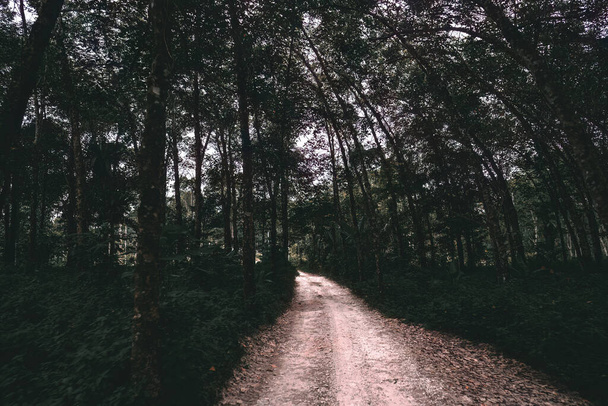 Естественный туннель каучуковой плантации в Малайзии. Каучуковая плантация . - Фото, изображение