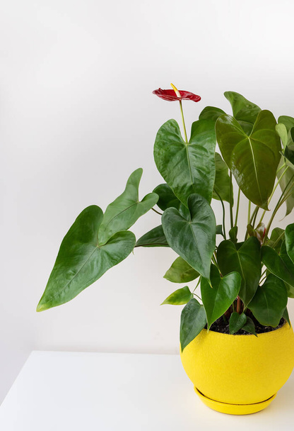 Červené anthurium s mnoha velkými zelenými listy v krásné keramické jasně žluté hrnce stojí doma na bílém stole. Péče o domácí rostliny - Fotografie, Obrázek