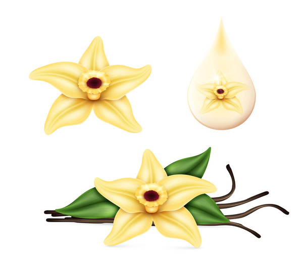 Realistic vanilla flower with dried sticks and green leaves. Food cooking condiment set. Aromatic seasoning ingredient for cookery and sweet baking on white background. Vector illustration - Vektori, kuva
