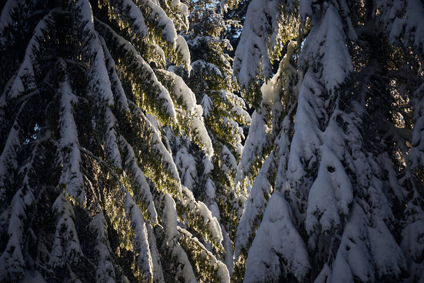 Snow covered fir brunches in the forest. Suuny day. Winter touristic trails in Carpathian mountains, Ukraine - Photo, Image