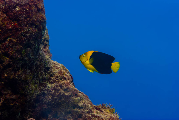 Rock beauty Holacanthus tricolor angelfish on coral reef at Bonaire Island in the Caribbean - Photo, Image
