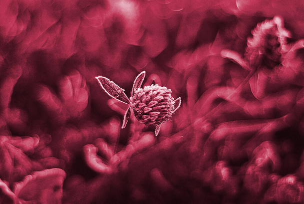 Viva magenta clover flower macro. Image toned in color of the year 2023 viva magenta - Foto, Imagem