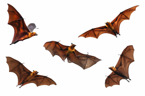 Set de murciélagos volando aislados sobre fondo blanco. "Zorro volador de Lyle" - Foto, imagen