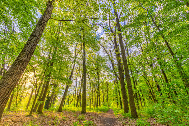 Hermoso bosque verde en día soleado
 - Foto, Imagen