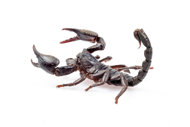Emperor Scorpion isolated on white background - Photo, Image