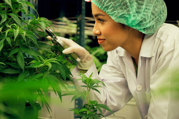 Nahaufnahme Wissenschaftlerin mit Einwegmütze, die im Labor ein gefälliges Cannabispflanzenblatt schneidet. Cannabis für alternative Medizin im heilenden Indoor-Farmkonzept. - Foto, Bild