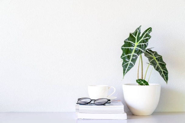 Eyeglasses and white coffee cup on the book and near  Alocasia sanderiana Bull or Alocasia Plant on the table and white wall background - Photo, image