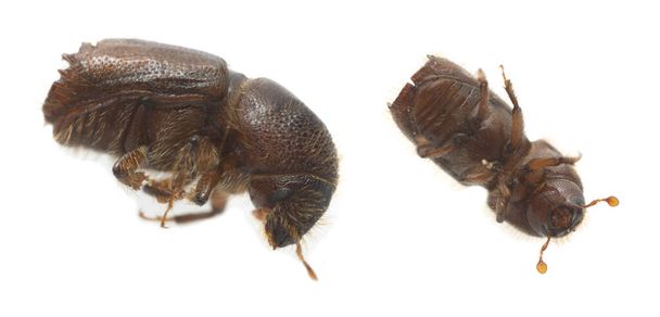 Escarabajo europeo de corteza de abeto de ocho dientes más grande, Ips typographus aislado sobre fondo blanco, este insecto es una plaga importante en los abetos - Foto, Imagen