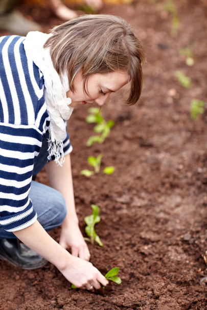 彼女の菜園で働いている。野菜の庭に苗を植えるカジュアルな若い女性 - 写真・画像