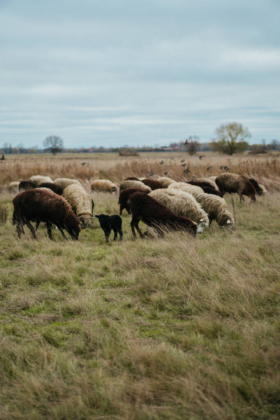 herd of sheep grazing in the meadow - Foto, afbeelding