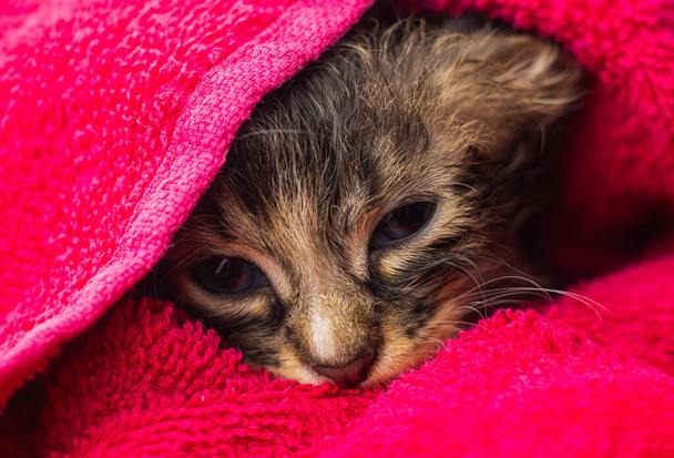 Маленький кошеня в рушнику. Милий кошеня після ванни, загорнутий в рожевий рушник з красивими очима. Просто помив прекрасного пухнастого кота з рушником навколо голови. Врятований бродячий кошеня. Милий маленький рушник кошеняти
 - Фото, зображення