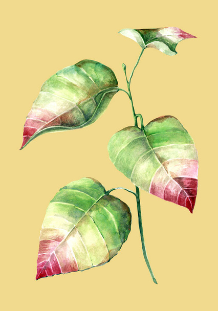 Гілки барвистого листя, що малюють аквареллю. Ілюстрація ручної роботи
. - Фото, зображення