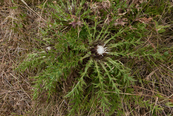 Carlina acaulis植物の白い花と棘のある葉 - 写真・画像