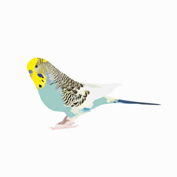 Вектор хвилястий Папужка
 - Вектор, зображення