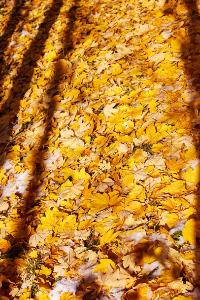folhas de bordo e bétula amarelas caídas misturadas com a primeira neve. resumo contexto - Foto, Imagem
