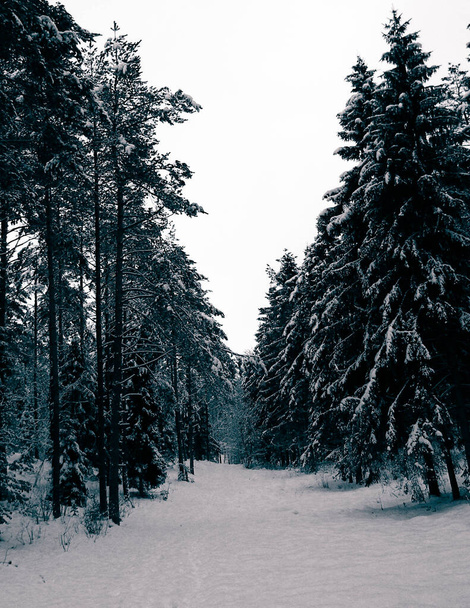 Δάσος καλυμμένος με χιόνι. Χειμερινή περίοδος στην Kashubia, Πολωνία. - Φωτογραφία, εικόνα