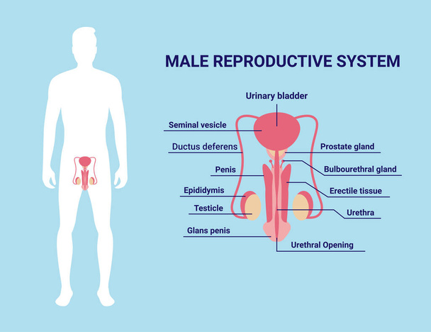 Ícone do sistema reprodutivo masculino em estilo cartoon isolado em fundo azul. ilustração vetorial. - Vetor, Imagem