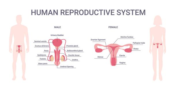Репродуктивна система людини. Жіноче і чоловіче тіло з репродуктивними органами системи ізольовано на білому тлі. чоловіче і жіноче тіло. Векторна ілюстрація
. - Вектор, зображення