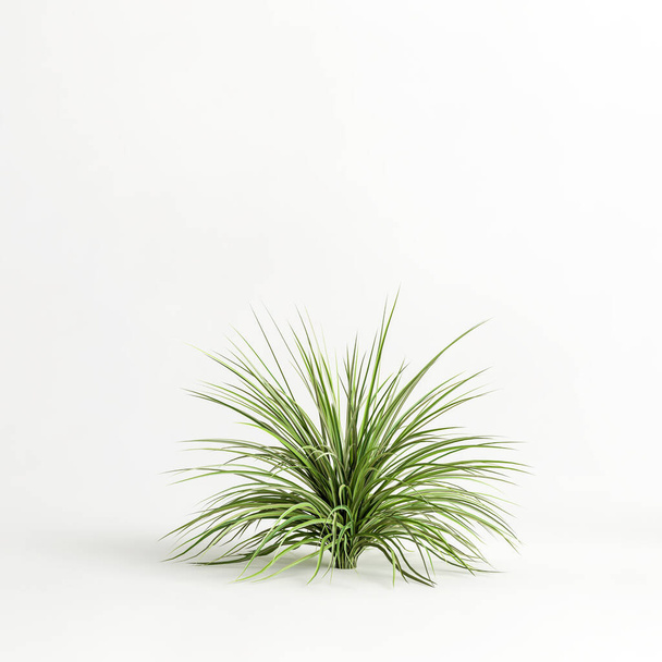 3d illustration of grass bush isolated on white background - Photo, Image