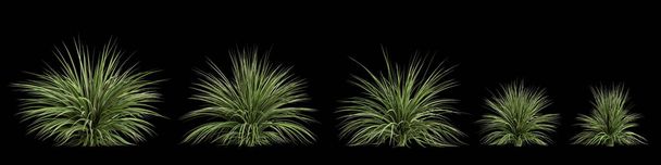 3d ilustración de conjunto arbusto aislado sobre fondo negro - Foto, Imagen