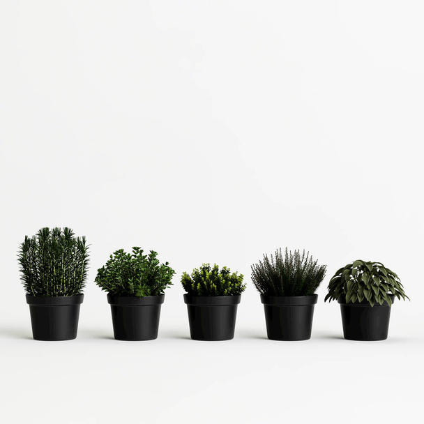 3D απεικόνιση του συνόλου μαύρο γλάστρα φυτό απομονώνονται σε λευκό φόντο - Φωτογραφία, εικόνα