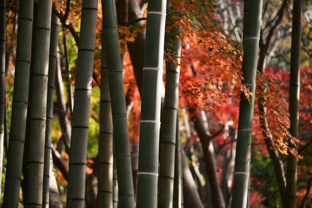 Landschap van herfstbladeren in Japan. Seizoensgebonden achtergrondmateriaal. - Foto, afbeelding