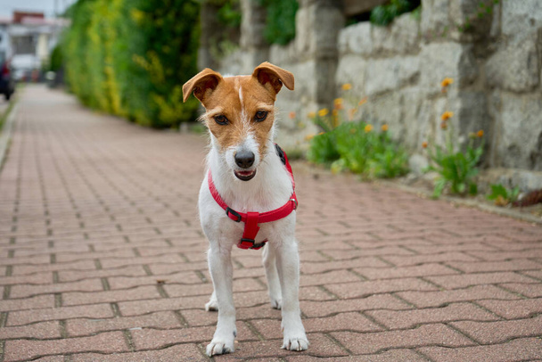 Цитируйте активную собаку, гуляющую по улице. Портрет Джека Рассела - Фото, изображение