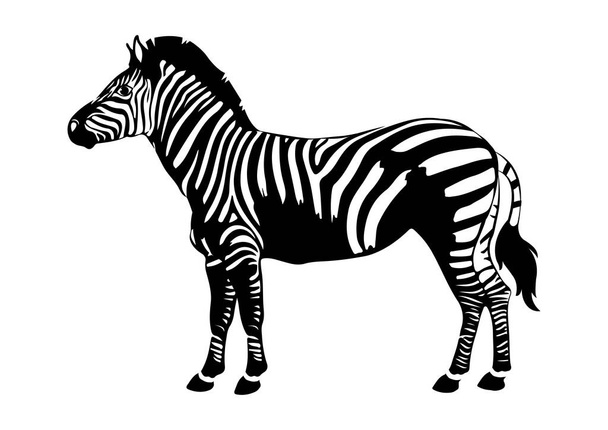 Черно-белая зебра на плоском стиле изолированы на белом фоне - Вектор,изображение