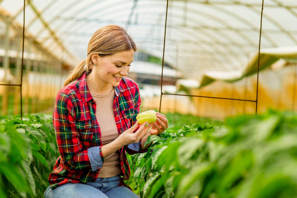 An female agronomist in 30' checks the quality of peppers plant in a greenhouse. - Foto, Imagen