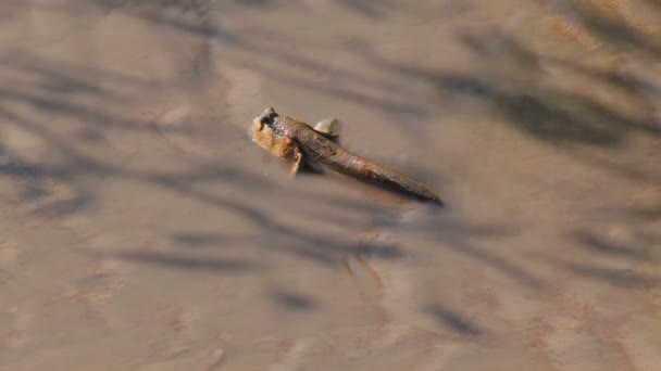 Mudskipper in mangrove forest - Footage, Video
