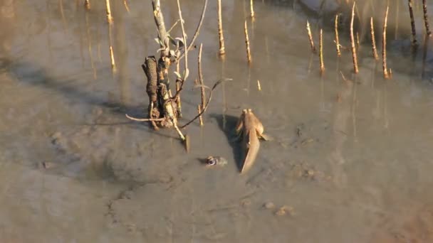 Couple Mudskipper in mangrove forest - Footage, Video