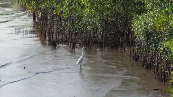 Beyaz mangrov ormanda yürüyüş ak balıkçıl - Video, Çekim