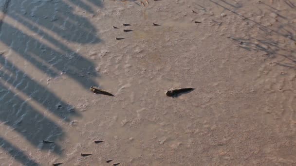 Group of Mudskipper in mangrove forest moving to the sea - Footage, Video