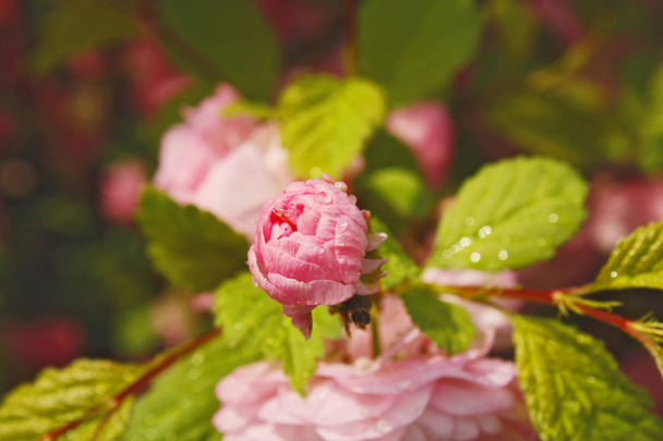 Abloom rosa cereja japonesa (sakura) flor no dia ensolarado da primavera
 - Foto, Imagem
