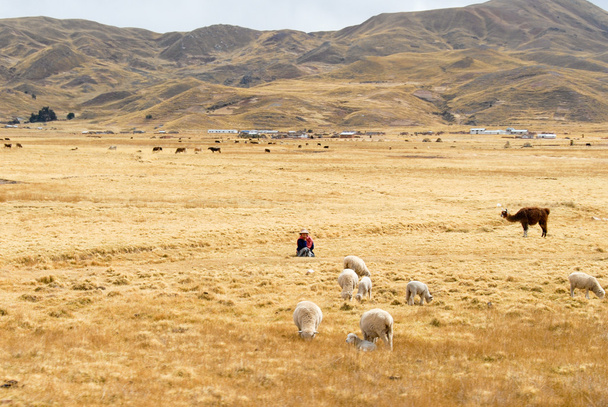 Pásztor kezelése a nyáj, Peru - Fotó, kép