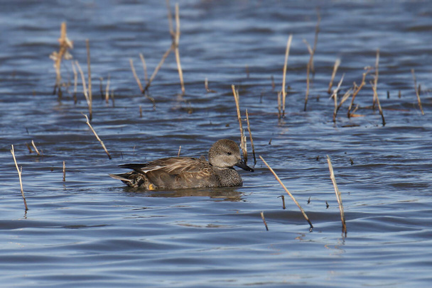 Gadwall (male) (anas strepera) swimming in a grassy wetland - Photo, Image
