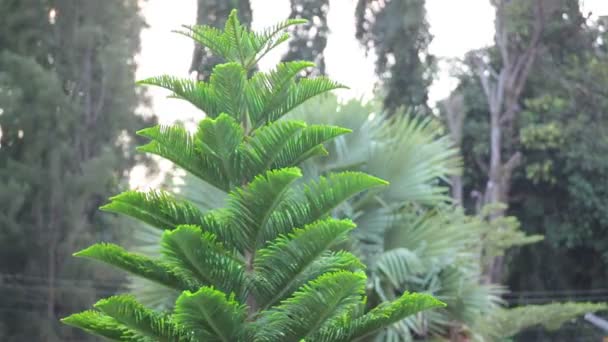 Rama de pino verde moviéndose en el viento
 - Imágenes, Vídeo